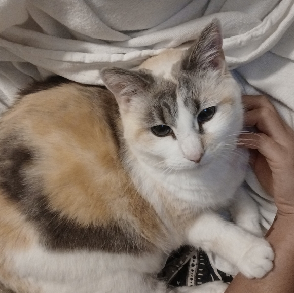 Meet your Posher, Jesse - Picture 3 of 3